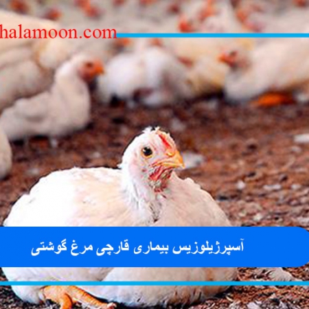 بیماری قارچی در پرورش مرغ گوشتی