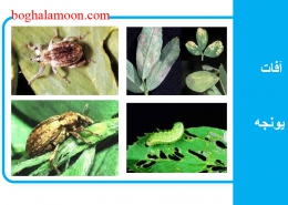 آفات یونجه