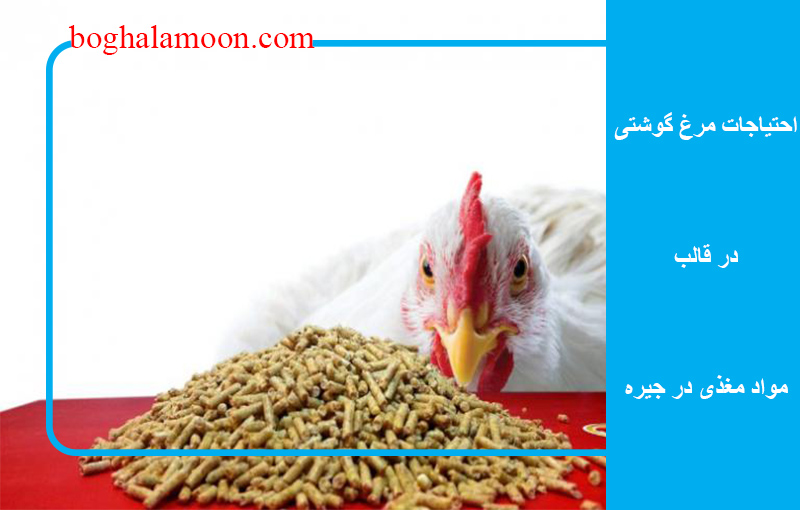 احتياجات مرغ گوشتی در قالب مواد مغذی در جیره