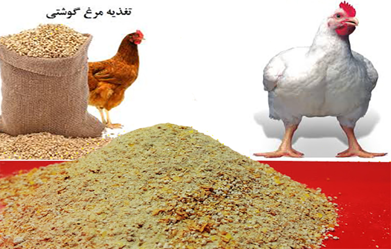 استانداردهای مورد نیاز در تهیه کنستانتره مرغ گوشتی