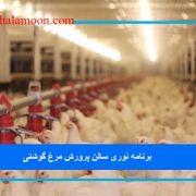 برنامه نوری سالن پرورش مرغ گوشتی