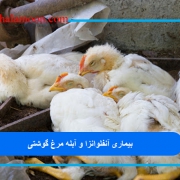 بیماری آنفلوانزا و آبله مرغ گوشتی