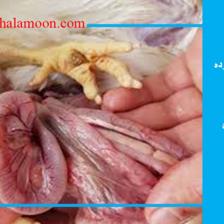 بیماری ورم روده مرغ گوشتی( علایم،پیشگیری،درمان)