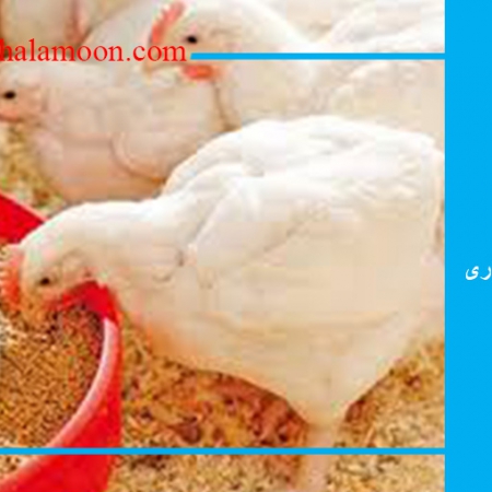 دانخوری و آبخوری استاندارد پرورش مرغ گوشتی
