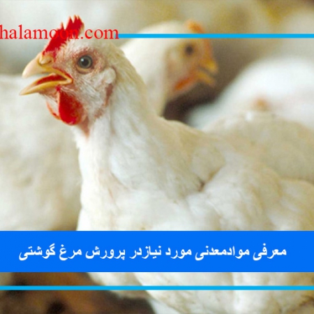 معرفی موادمعدنی مورد نیازدر پرورش مرغ گوشتی