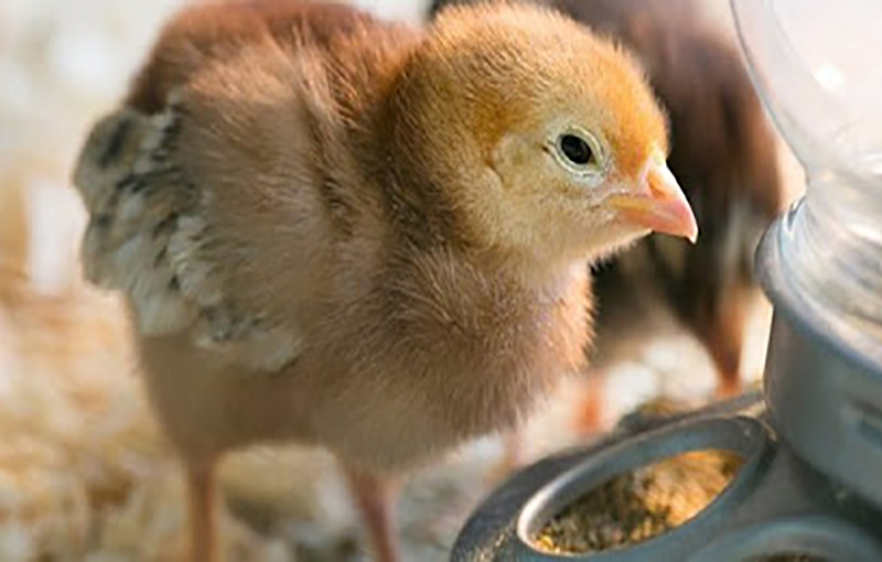 نکات پرورش مرغ گوشتی