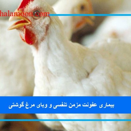 عفونت مزمن تنفسی (CRD) و وبای مرغ گوشتی