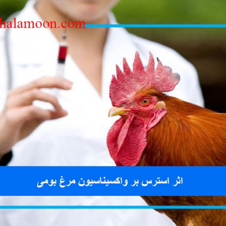 اثر استرس بر واکسیناسیون مرغ بومی (محلی)