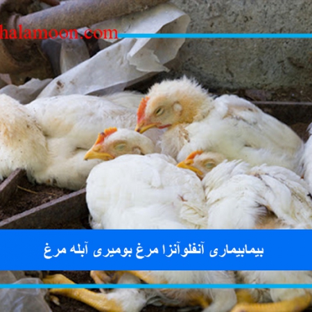 بیماری آنفلوآنزا مرغ بومی (علائم،پیشگیری،درمان)