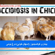 بیماری کوکسیدیوز (اسهال خونی) مرغ بومی