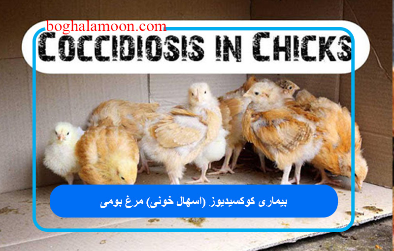 بیماری کوکسیدیوز (اسهال خونی) مرغ بومی
