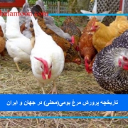 تاریخچه پرورش مرغ بومی(محلی) در جهان و ایران