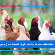 محدودیتهای مصرف مواد خوراکی در کنستانتره مرغ بومی