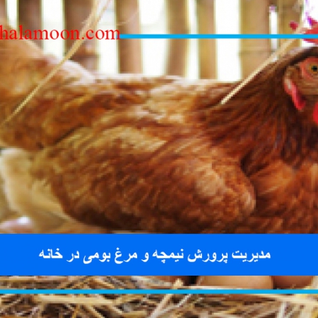 مدیریت پرورش نیمچه و مرغ بومی در خانه