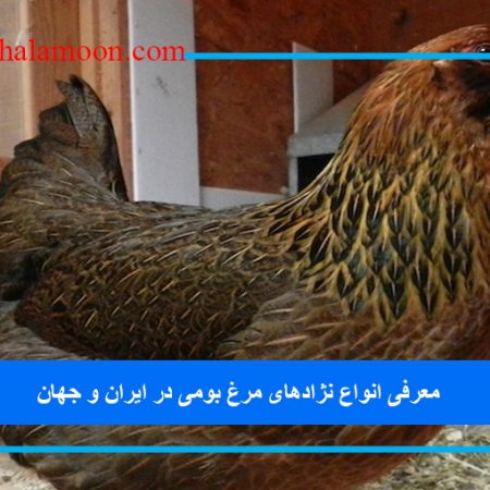 معرفی انواع نژادهای مرغ بومی در ایران و جهان