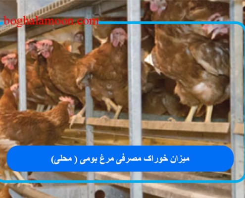 میزان خوراک مصرفی مرغ بومی ( محلی)