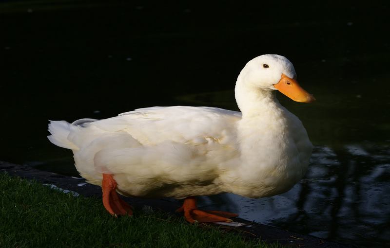 اردک نژاد AYLESBURY
