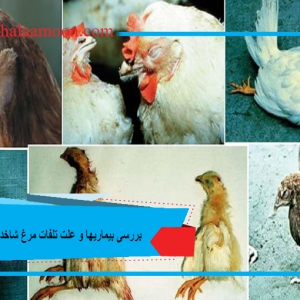 بررسی بیماریها و علت تلفات مرغ شاخدار