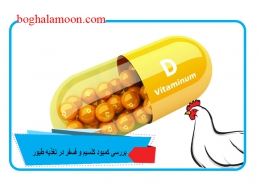 بررسی کمبود کلسیم و فسفر در تغذیه طیور