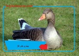 بیماری های غاز