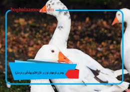 بیماری کرمهای نواری غاز(علایم،پیشگیری،درمان)