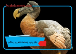 توکان و دودو (مشخصات ظاهری و زیستگاه)