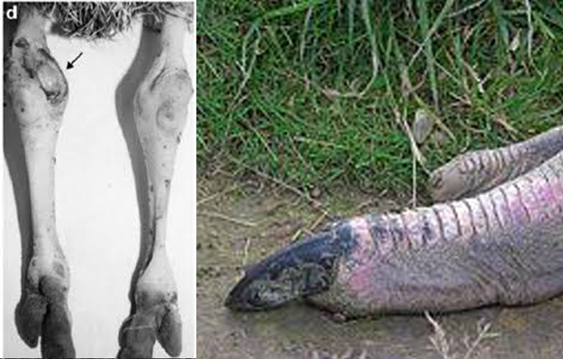 سندرم پا کمانی(پاهای باز) ، لنگش شترمرغ ، نرمی استخوان شترمرغ