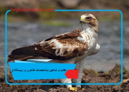 عقاب و شاهین (مشخصات ظاهری و زیستگاه)