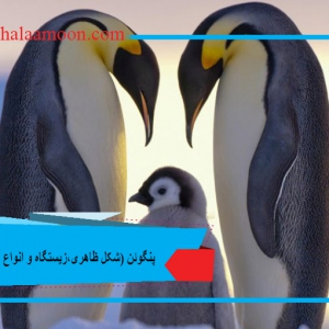 پنگوئن ها (شکل ظاهری،زیستگاه و انواع آن)