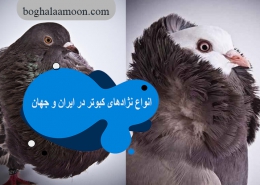 انواع نژادهای کبوتر در ایران و جهان11