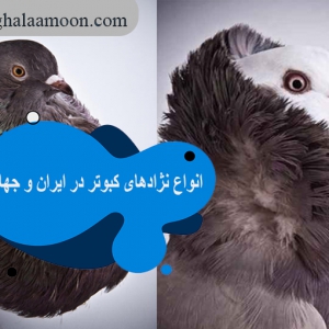 انواع نژادهای کبوتر در ایران و جهان