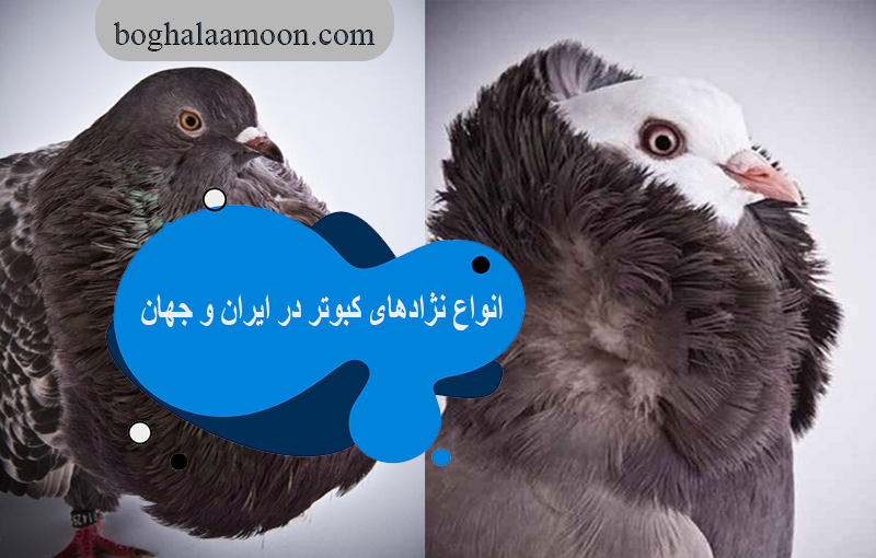 انواع نژادهای کبوتر در ایران و جهان11