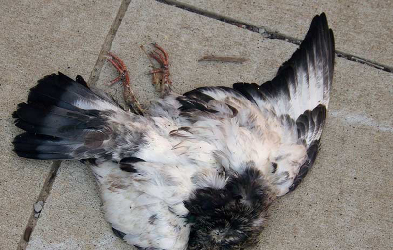 نیوکاسل کبوتر، درمان نیوکاسل کبوتر
