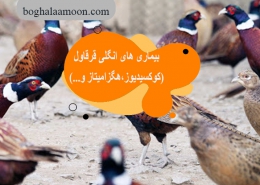 بیماری های انگلی قرقاول(کوکسیدیوز،هگزامیتاز و...).jpg