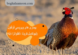 بیماری های ویروسی قرقاول(نیوکاسل،کرونا ،آنفلوانزا،آبله)