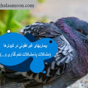 بیماریهای غیرعفونی در کبوترها(مشکلات پا،مشکلات تخم گذاری و...)