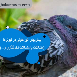 بیماریهای غیرعفونی در کبوترها(مشکلات پا،مشکلات تخم گذاری و…)