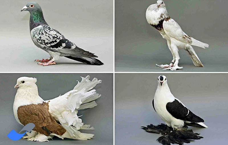 رنگ پرها در نژادهای مختلف کبوتر