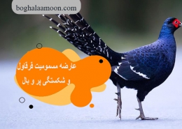 عارضه مسمومیت قرقاول و شکستگی پر و بال