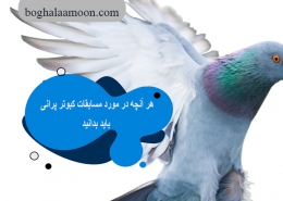 هر آنچه در مورد مسابقات کبوتر پرانی باید بدانید