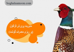 مدیریت پرورش قرقاول(پر ریزی،مصرف گوشت)