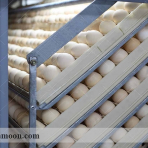 جمع آوری و مواظبت از تخم­ها در پرورش مرغ و خروس لاری