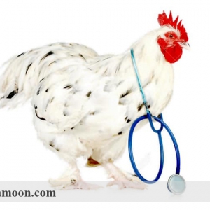 علل عارضه فشارخون ریوی در مرغ