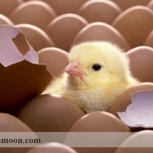 تخم نطفه دار و باروری در پرورش مرغ و خروس لاری