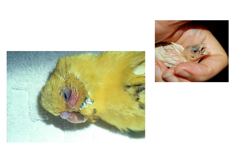 Escherichia coli in the canary