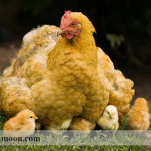 تغذیه مرغ مادر در پرورش مرغ و خروس لاری