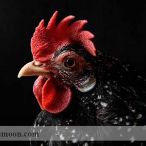امنیت زیستی مرغ و خروس لاری
