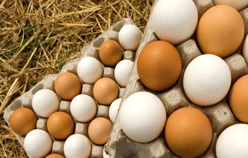 مواظبت تخم­ها در پرورش خروس لاری