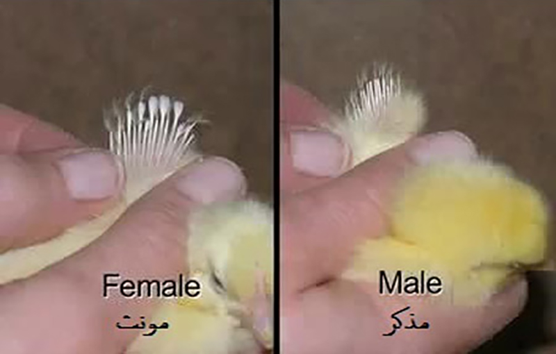 تعیین جنسیت جوجه­ مرغ و خروس جنگی