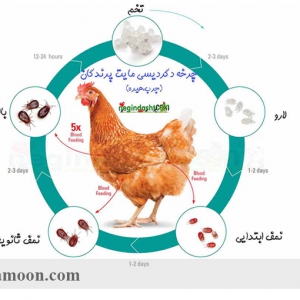 بیماری انگل های خارجی در مرغ و خروس لاری